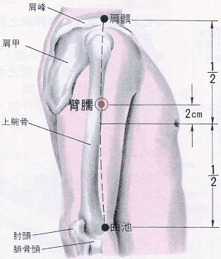 囪會穴|醫砭 » 經穴庫 » 臑會